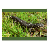 Spotted Salamanders Cards (Front Horizontal)