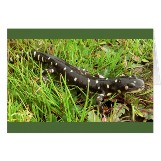 Spotted Salamanders Cards (Front Horizontal)