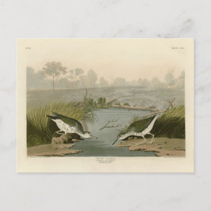 Spotted Sandpiper from Audubon's Birds of America Postcard
