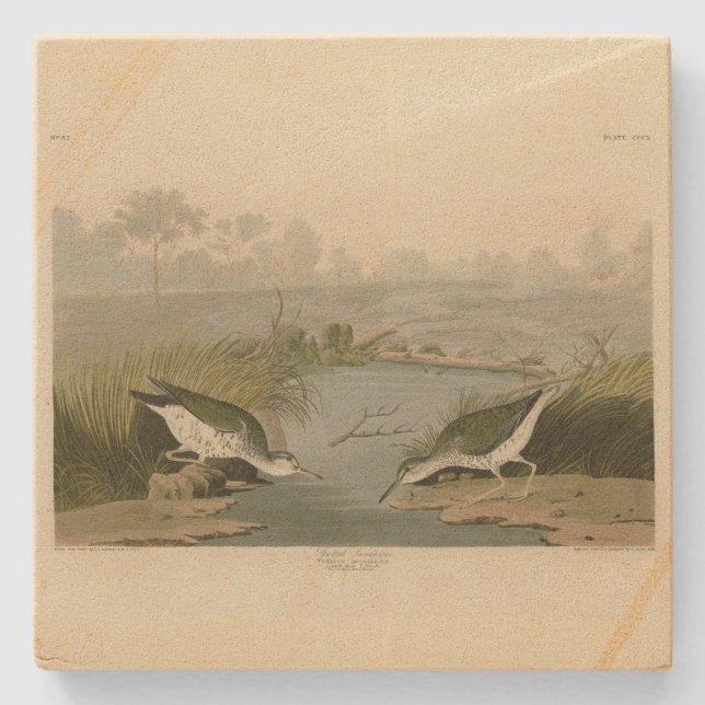 Spotted Sandpiper from Audubon's Birds of America Stone Coaster (Front)