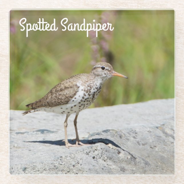 Spotted Sandpiper Glass Coaster (Front)