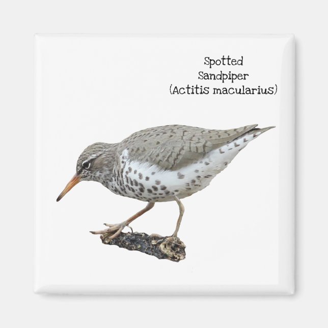Spotted Sandpiper Magnet (Front)