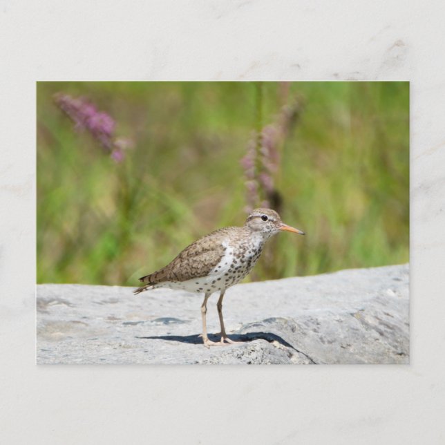 Spotted Sandpiper Postcard (Front)