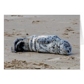 Spotted Sea Lion Pup (Front Horizontal)