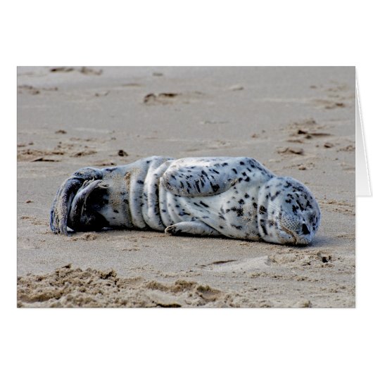 Spotted Sea Lion Pup Cards (Front Horizontal)