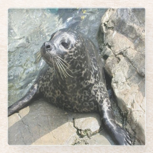 Spotted Seal Photo Square Glass Coaster (Front)