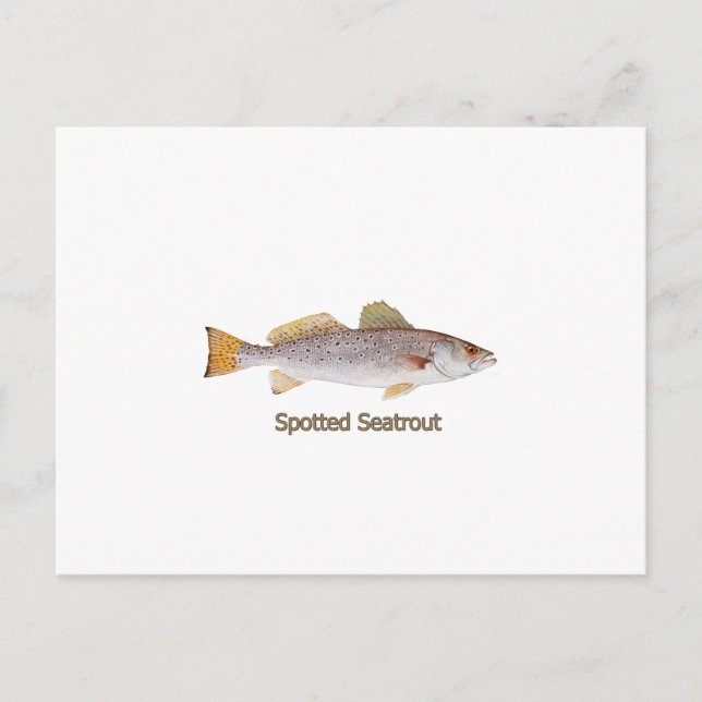 Spotted Seatrout (titled) Postcard (Front)