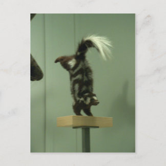 Spotted skunk; museum exhibit postcard
