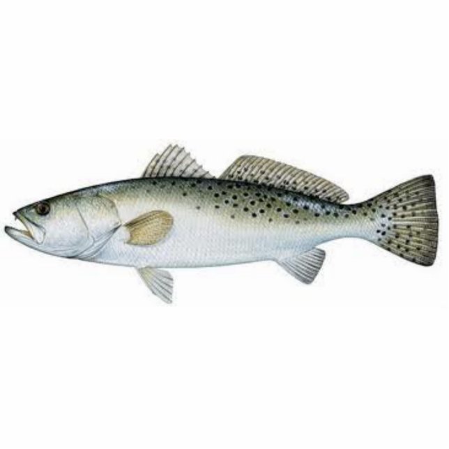Spotted (Speckled) Seatrout Statuette (Front)