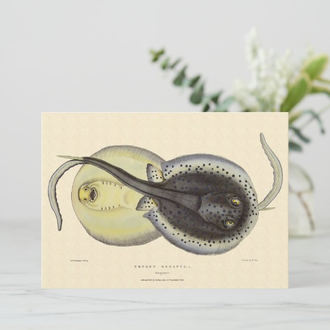 Spotted Stingrays, Vintage Marine Ocean Animals (Standing Front)