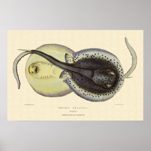 Spotted Stingrays, Vintage Marine Ocean Animals Poster