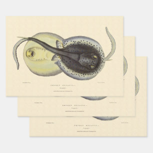 Spotted Stingrays, Vintage Marine Ocean Animals Wrapping Paper Sheets