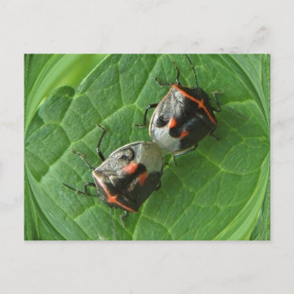 Spotted Stink bugs ~ postcard