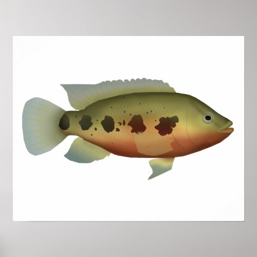Spotted Tilapia Poster