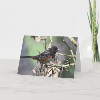 Spotted Towhee Card