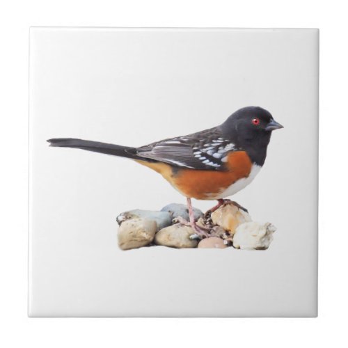 SPOTTED TOWHEE CERAMIC TILE