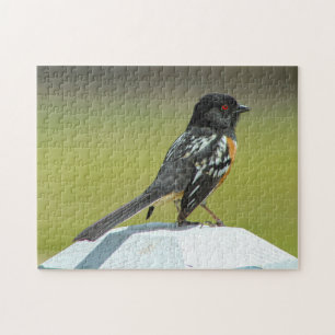 Spotted Towhee Colorado. Jigsaw Puzzle