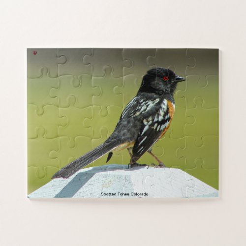 Spotted Towhee Colorado Jigsaw Puzzle