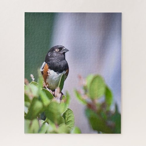 Spotted Towhee Jigsaw Puzzle