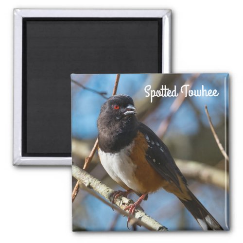 Spotted Towhee Magnet