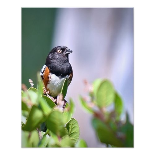 Spotted Towhee Photo Print