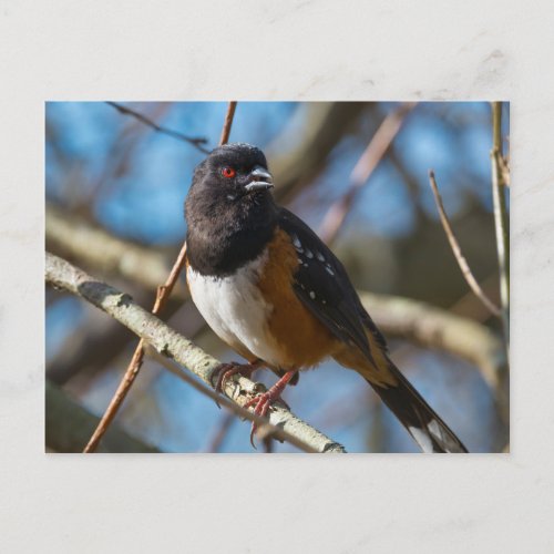 Spotted Towhee Postcard