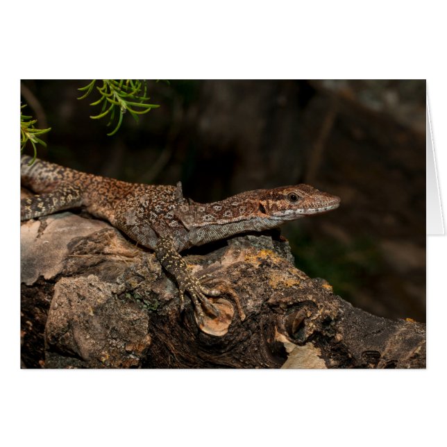 Spotted Tree Monitor Cards (Front Horizontal)