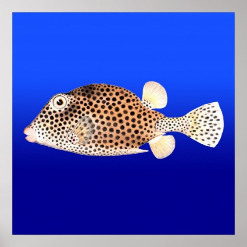 Spotted Trunkfish on Blue Background Poster