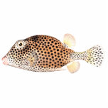 Spotted Trunkfish Vintage Fish Print Statuette<br><div class="desc">Vintage print of a Spotted Trunk Fish. These tropical fish are found around coral reefs throughout the world.</div>