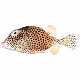 Spotted Trunkfish Vintage Fish Print Statuette
