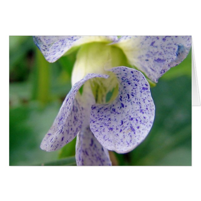 Spotted Violet Cards (Front Horizontal)