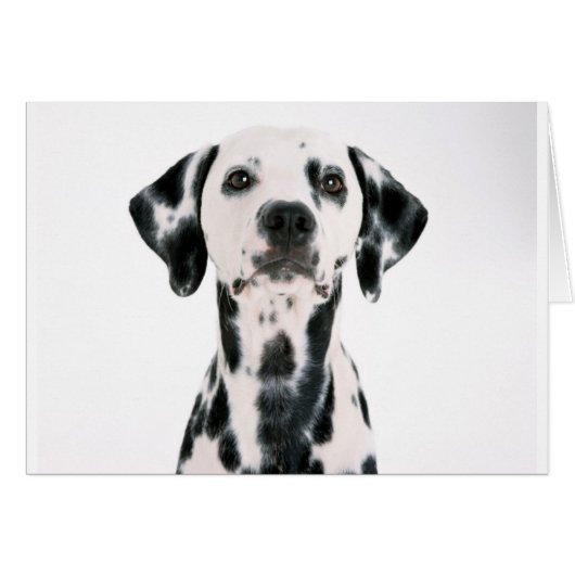 SPOTTY DOG DALMATION CARDS (Front Horizontal)