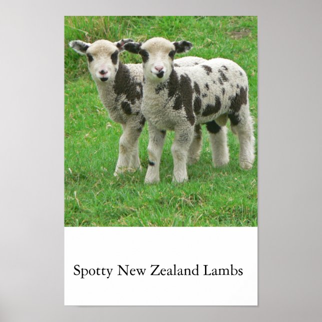 Spotty NZ Lambs Poster (Front)