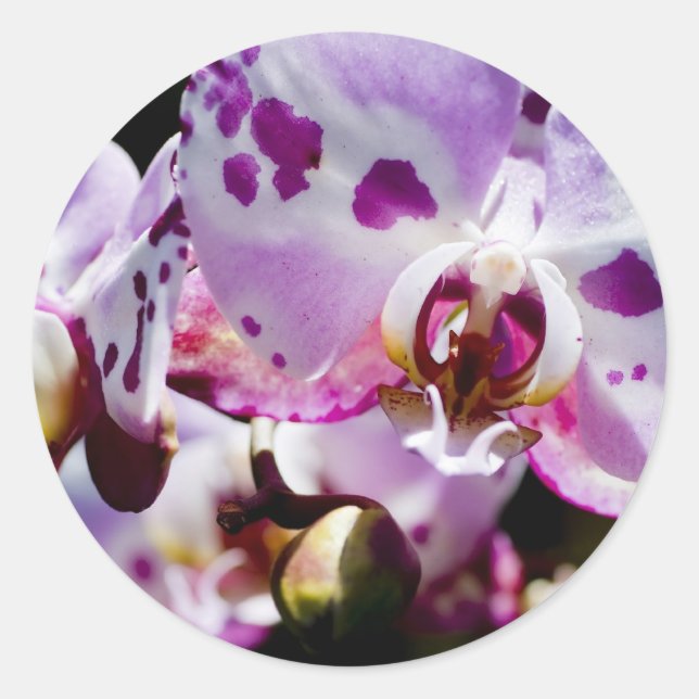 Spotty Orchid Classic Round Sticker (Front)