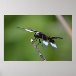 Spray Painted Dragonfly Wings Poster