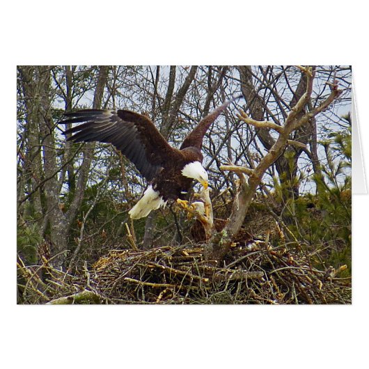 Spread Eagle Cards (Front Horizontal)