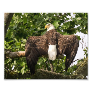 Spread Eagle Photo Print