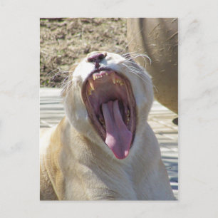 Spread The News! Postcard