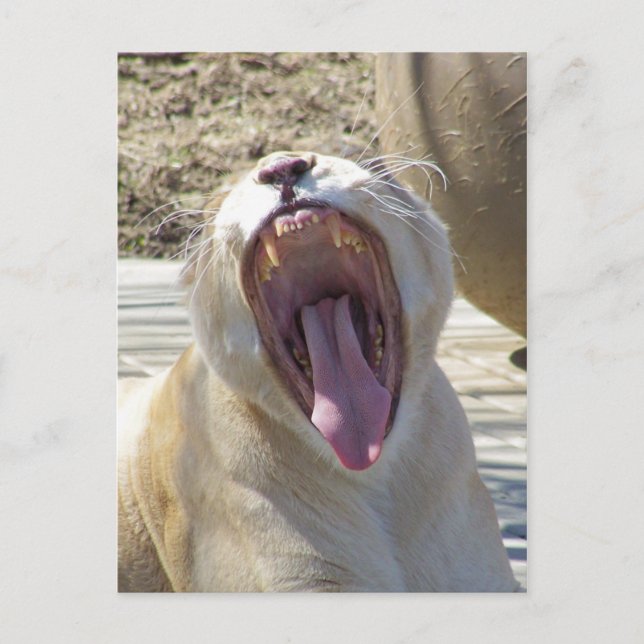 Spread The News! Postcard (Front)