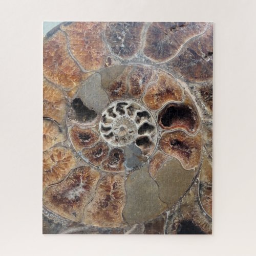 Sprial Shell Fossil Jigsaw Puzzle
