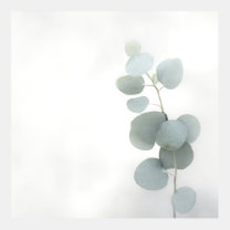 Sprig of Eucalyptus Leaves Shrouded in White Mist