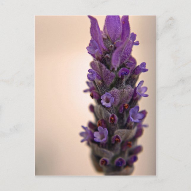 Sprig of Lavender Postcard (Front)