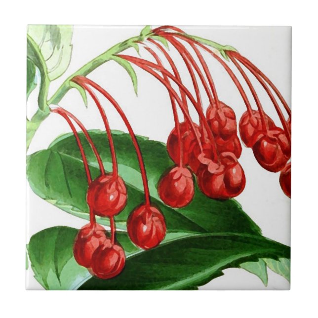 Sprig of red berries, vintage print tile (Front)