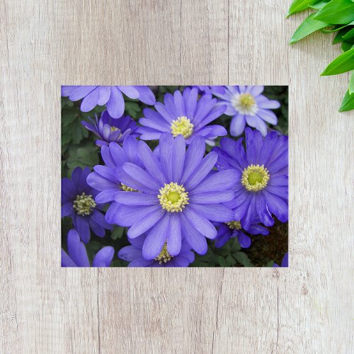 Spring Anemone Blooms Floral Acrylic Print