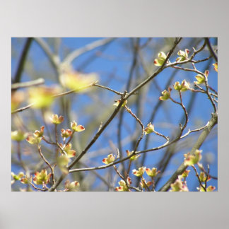 Spring - Apple Blossoms Poster / Print