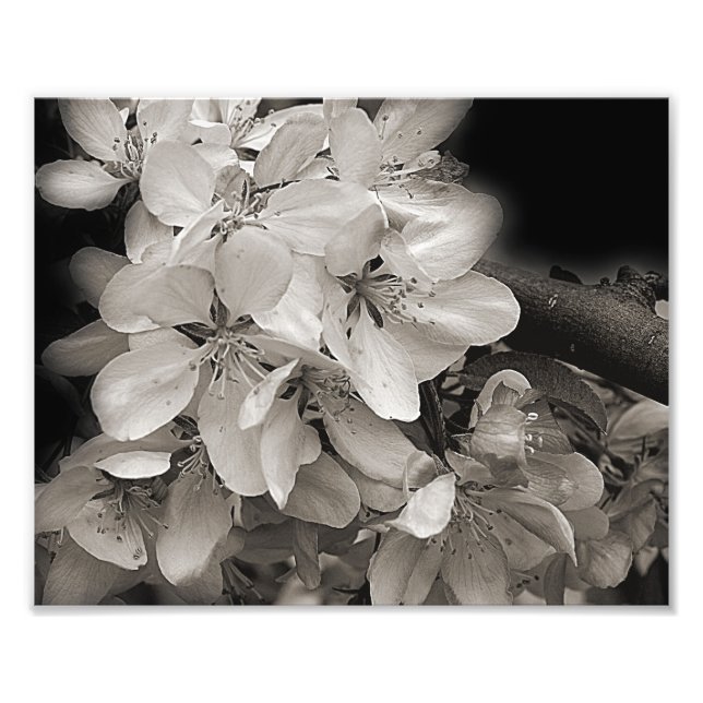 Spring Apple Flower Blossoms In Black And White  Photo Print (Front)