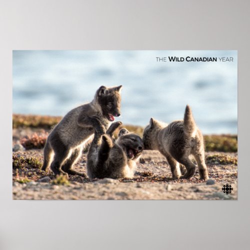 Spring _ Arctic Fox Poster