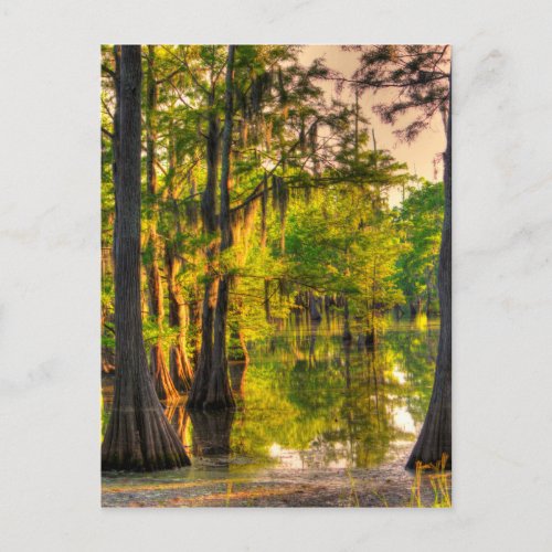 Spring At The Bayou Postcard