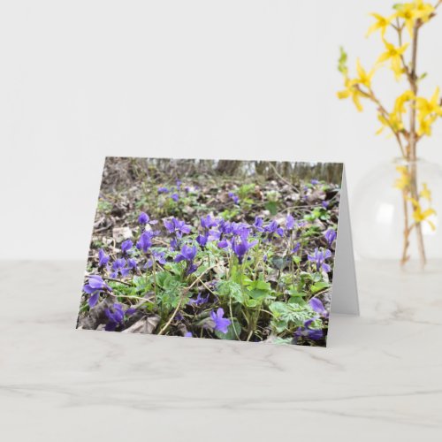 Spring awakening  forest flowers  March violets Card