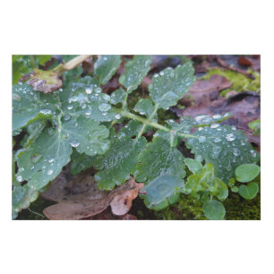 Spring awakening , rainy days faux canvas print